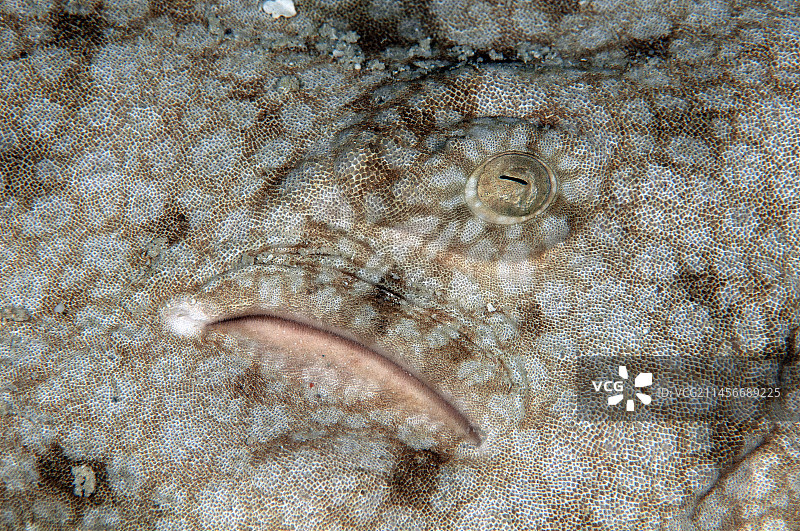 斑纹须鲨图片素材