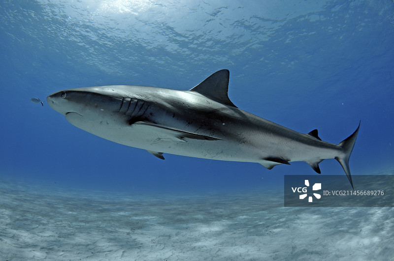 加勒比海礁鲨图片素材