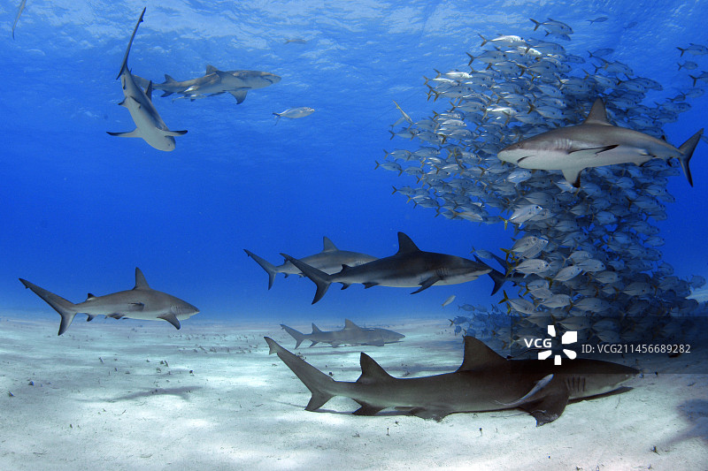 海烟仔图片素材