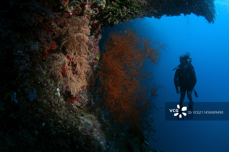 与黑珊瑚同游的潜水员图片素材