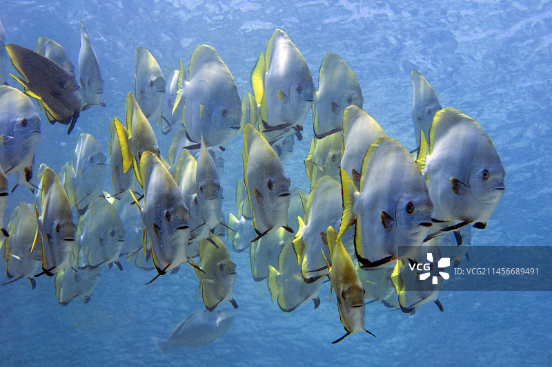 金镰鱼群图片素材