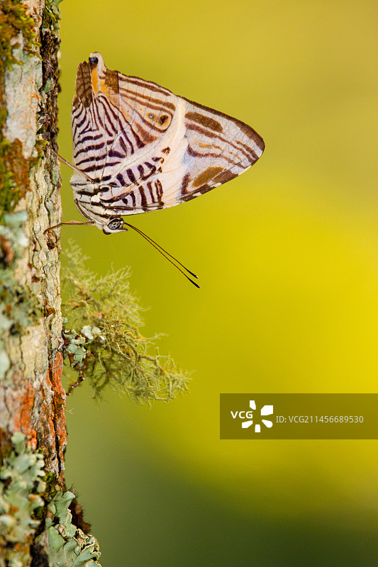 翠蛱蝶图片素材