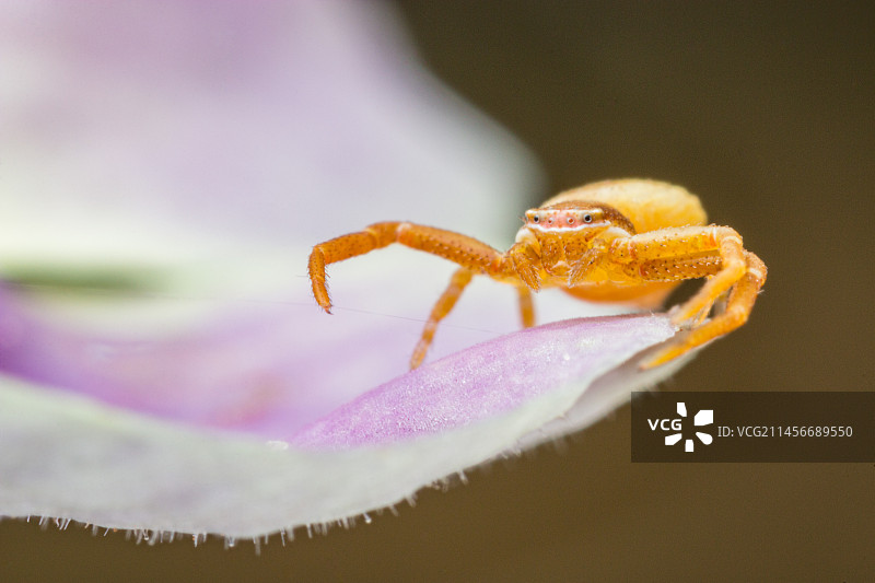 蟹蛛图片素材