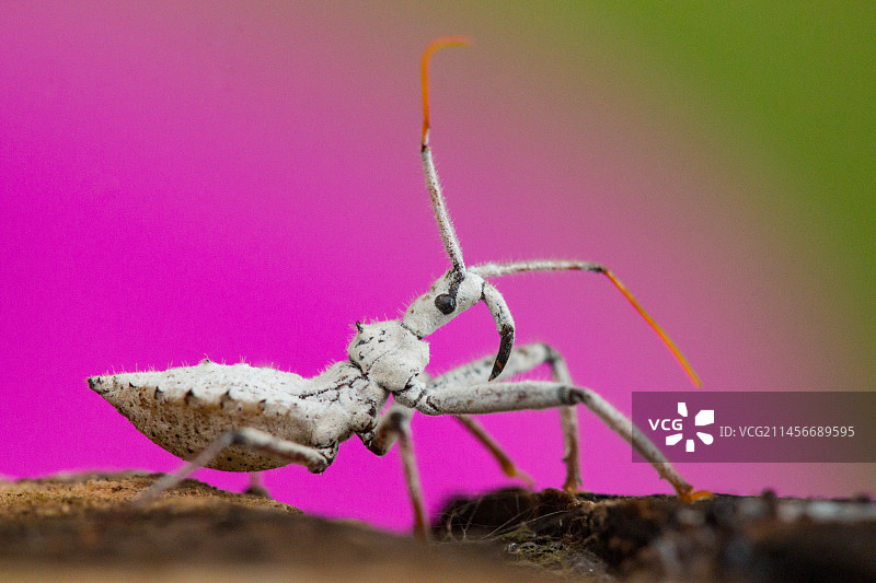 车轮蝽若虫图片素材