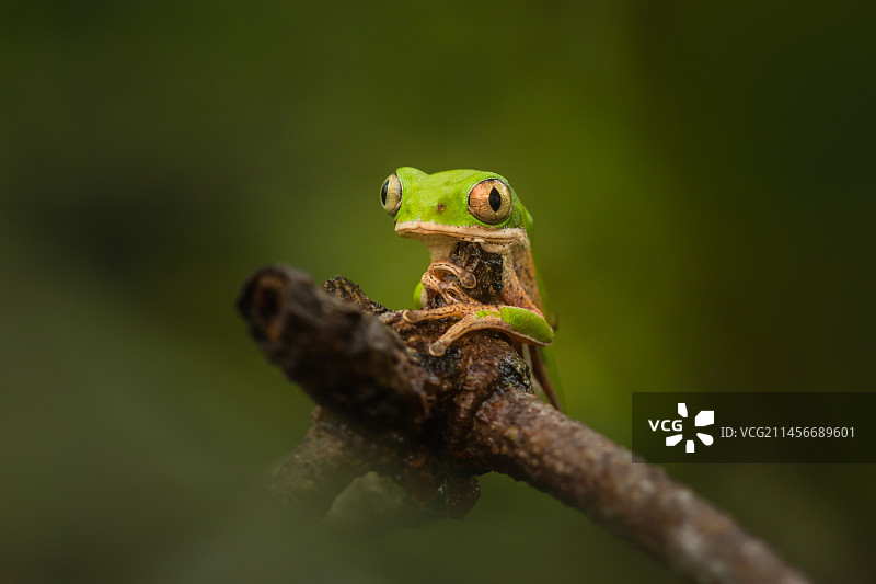 橙腿树蛙图片素材