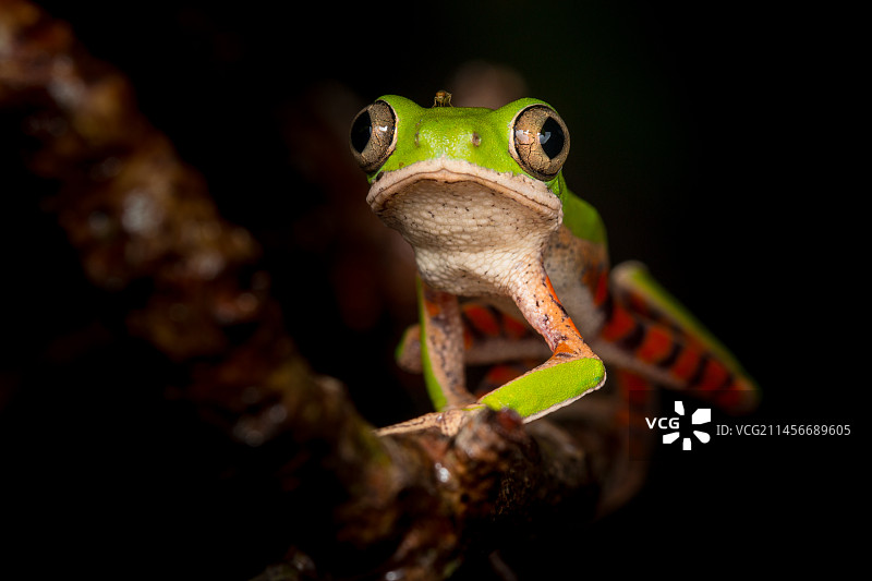 橙腿树蛙图片素材