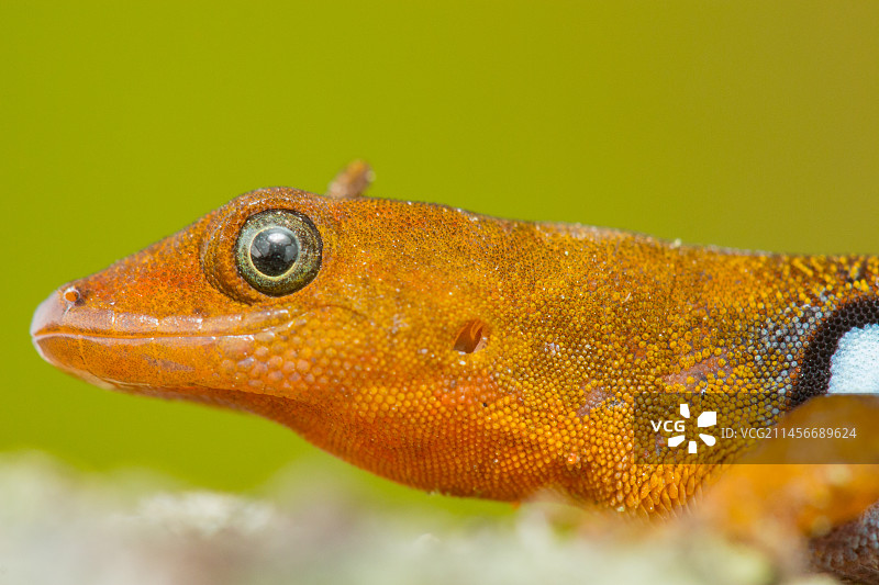 侏儒壁虎图片素材