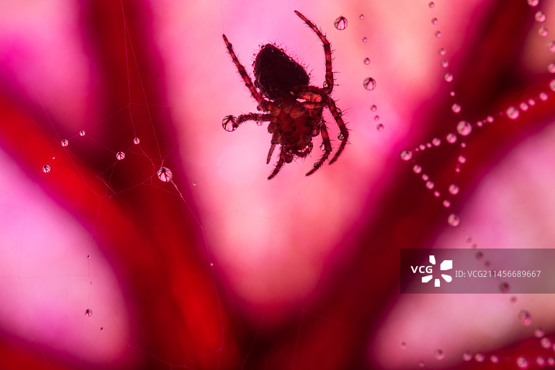 蜘蛛网图片素材