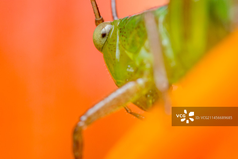 蚱蜢的眼睛图片素材