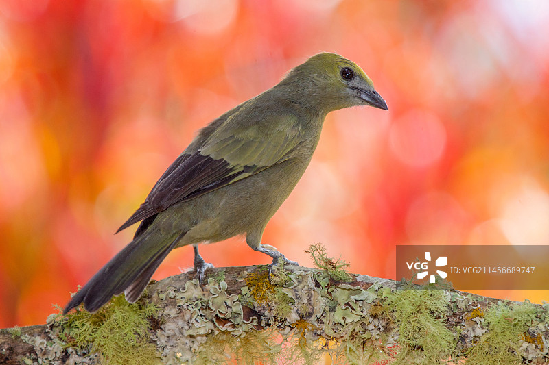 棕榈唐纳雀图片素材