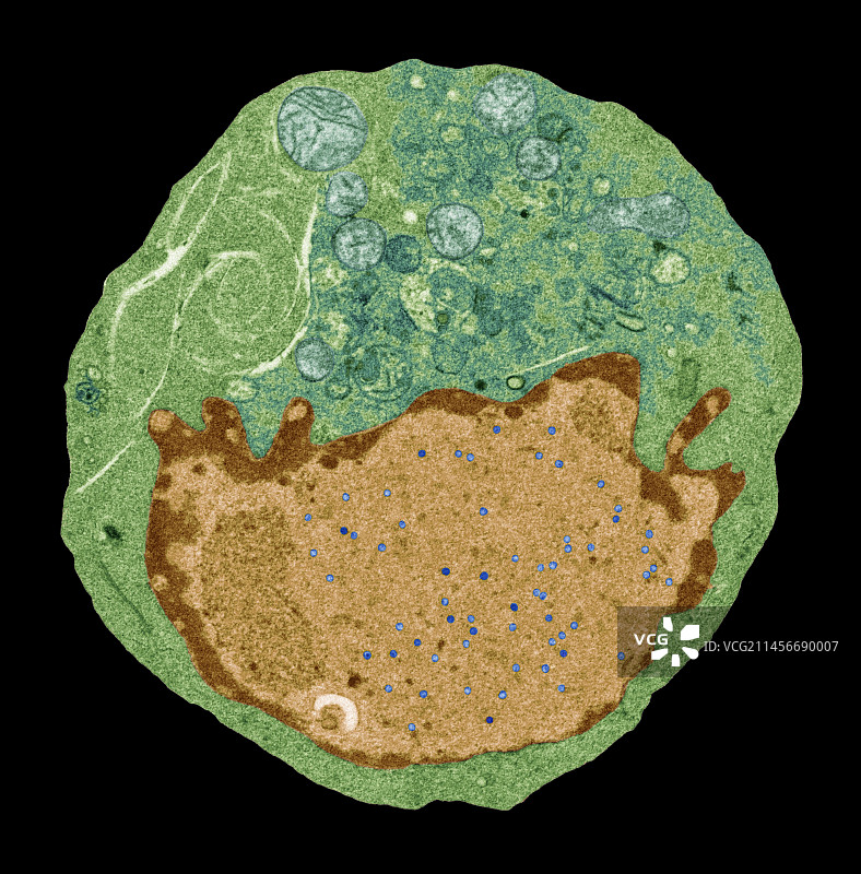 杂交瘤细胞，透射电镜图片素材