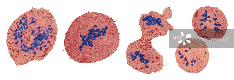 有丝分裂细胞分裂，透射电镜图片素材