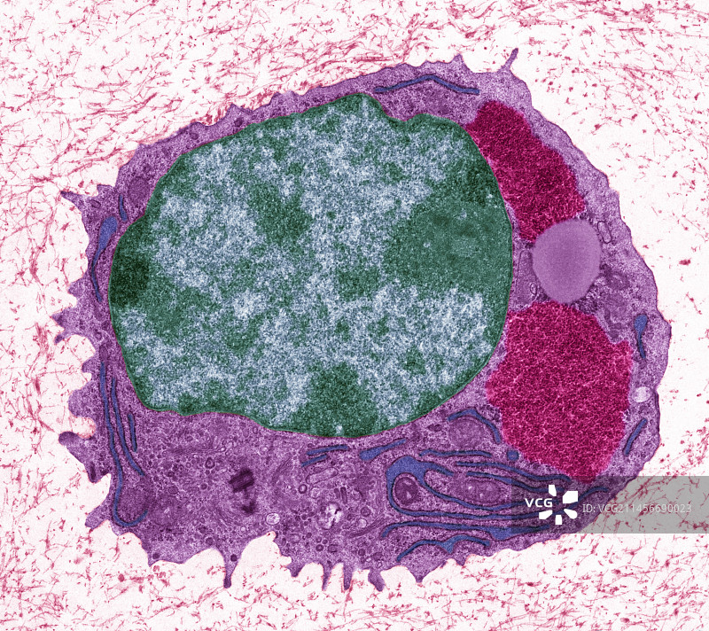 软骨细胞，TEM图片素材