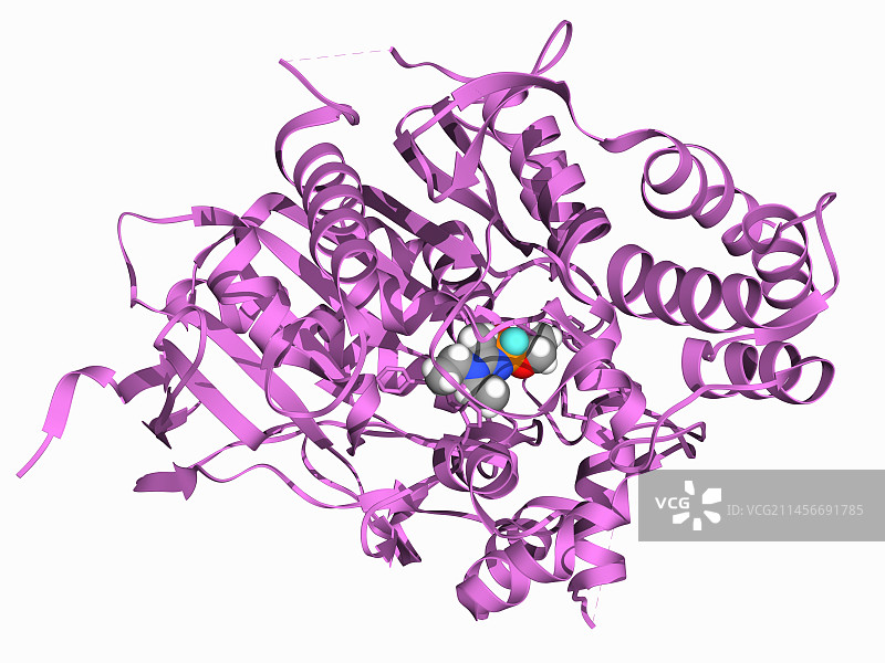 诺维乔克抑制乙酰胆碱酯酶插图图片素材