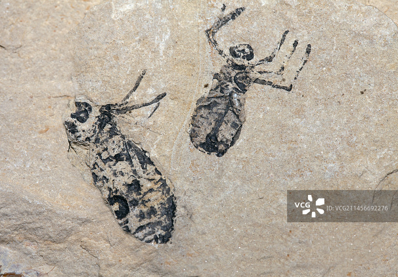 蜻蜓若虫化石图片素材