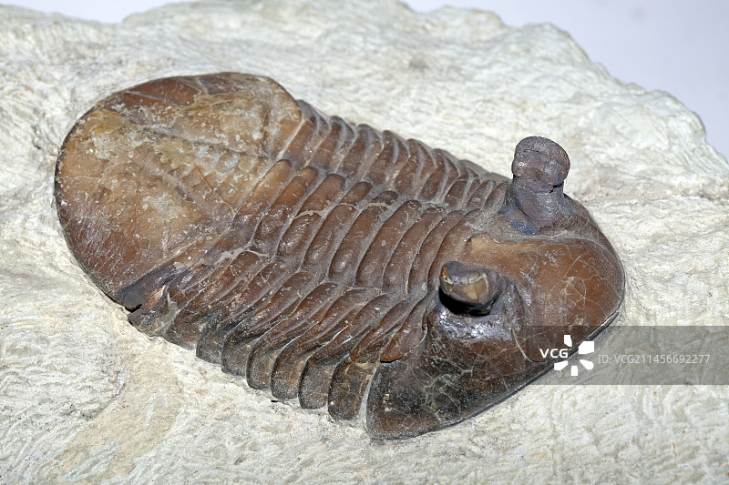 三叶虫化石图片素材