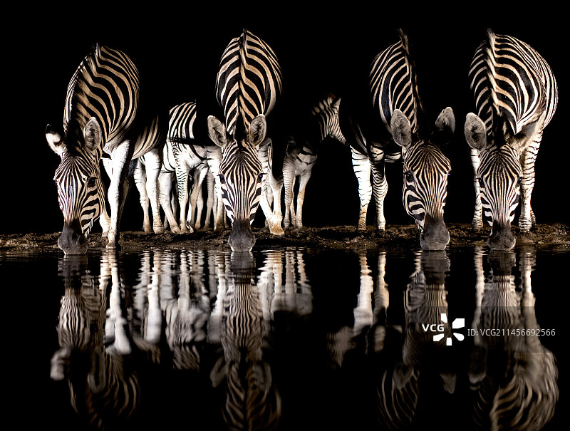 夜晚饮水的布氏斑马图片素材