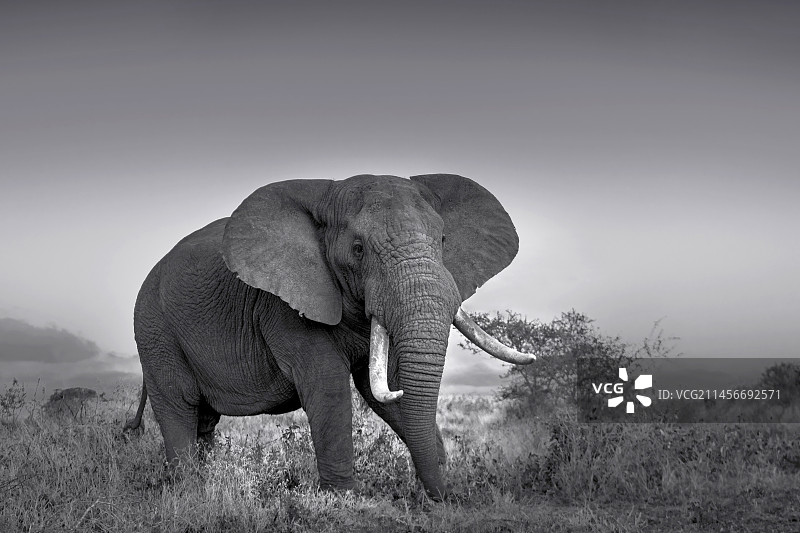 非洲草原象的单色照片图片素材