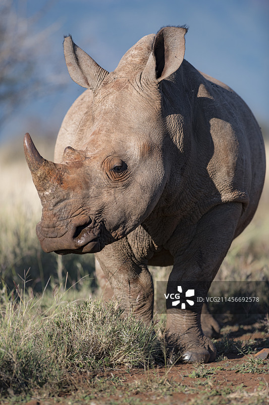 白犀牛肖像图片素材