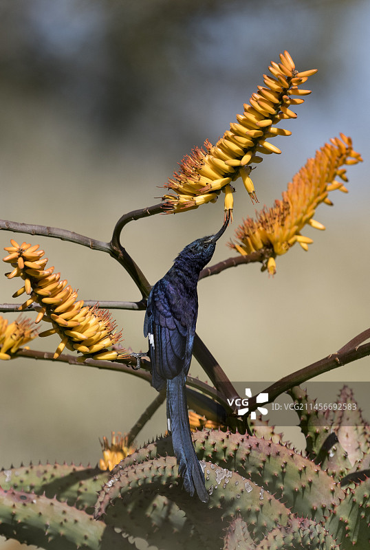 弯嘴鹮在芦荟上觅食图片素材