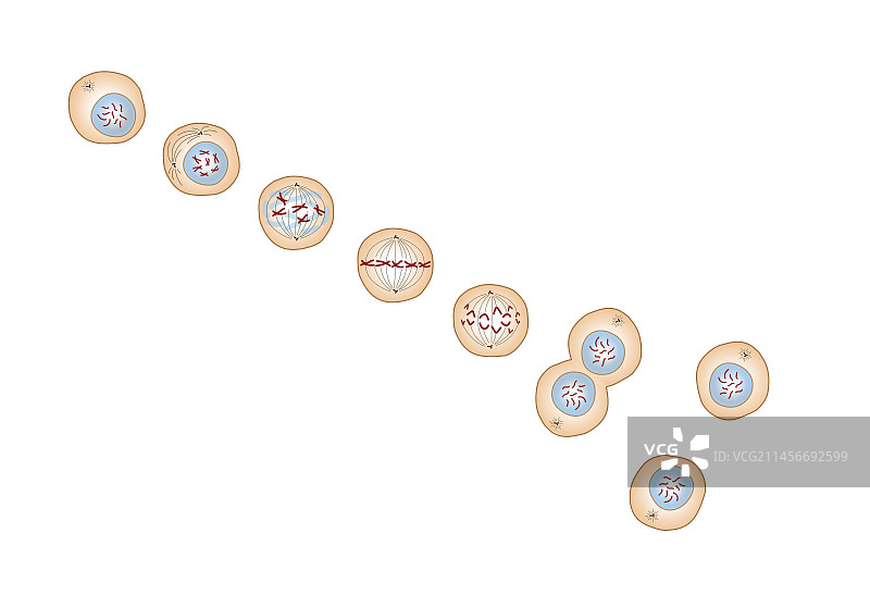 有丝分裂，图示图片素材