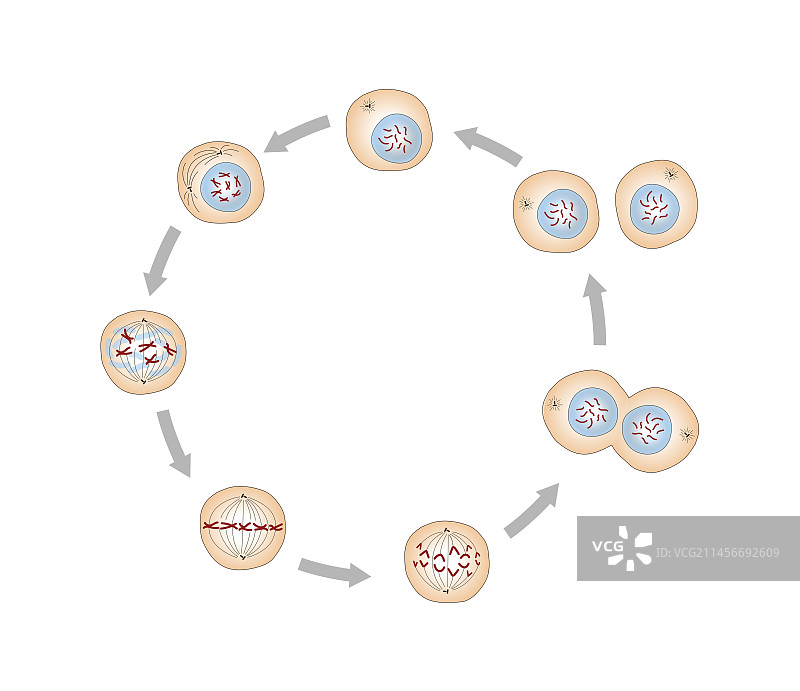 有丝分裂，图示图片素材