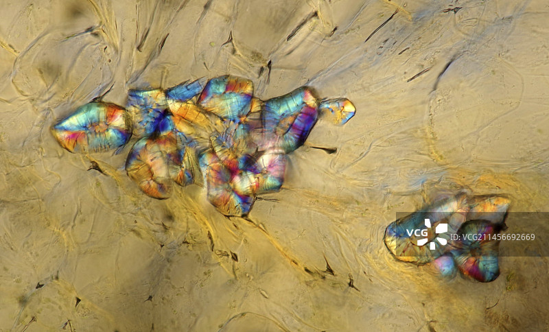 梨果石细胞显微照片图片素材