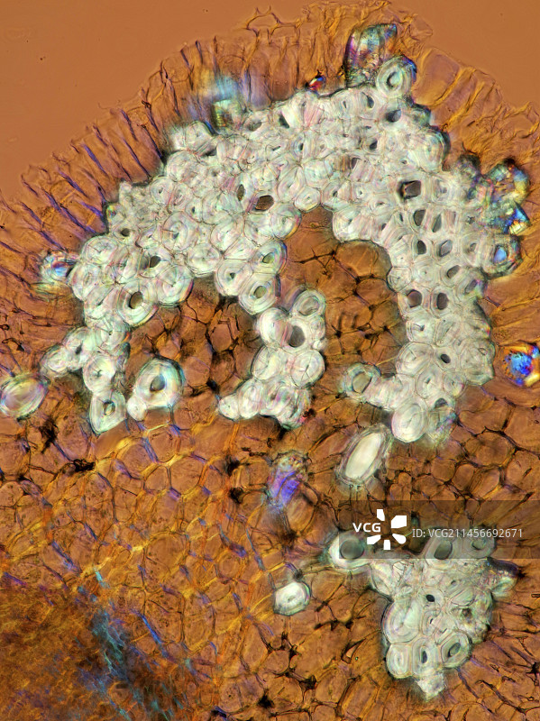 梨果石细胞浅显微照片图片素材