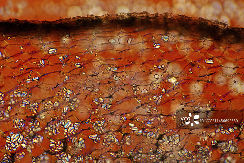 土豆淀粉颗粒显微照片图片素材