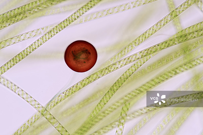 有壳变形虫显微照片图片素材