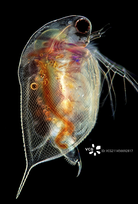水蚤的显微照片图片素材