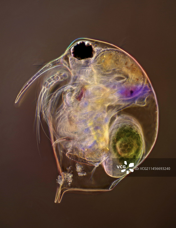 水蚤和卵的显微照片图片素材