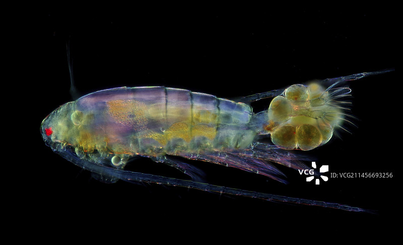 带有卵的桡足类动物，光学显微照片图片素材