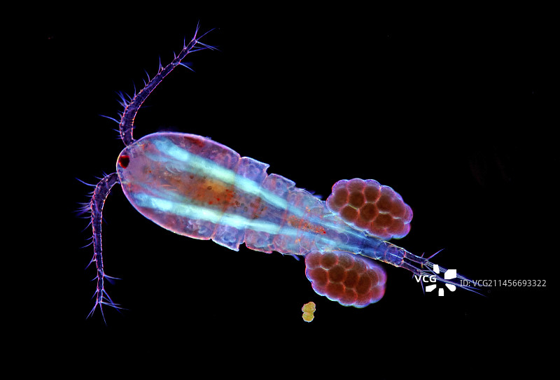带卵的剑水蚤桡足类，光学显微照片图片素材