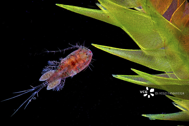 带卵的剑水蚤桡足类，光学显微照片图片素材