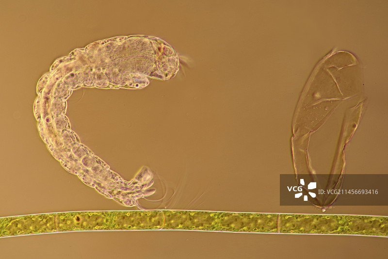 蝇幼虫显微照片图片素材