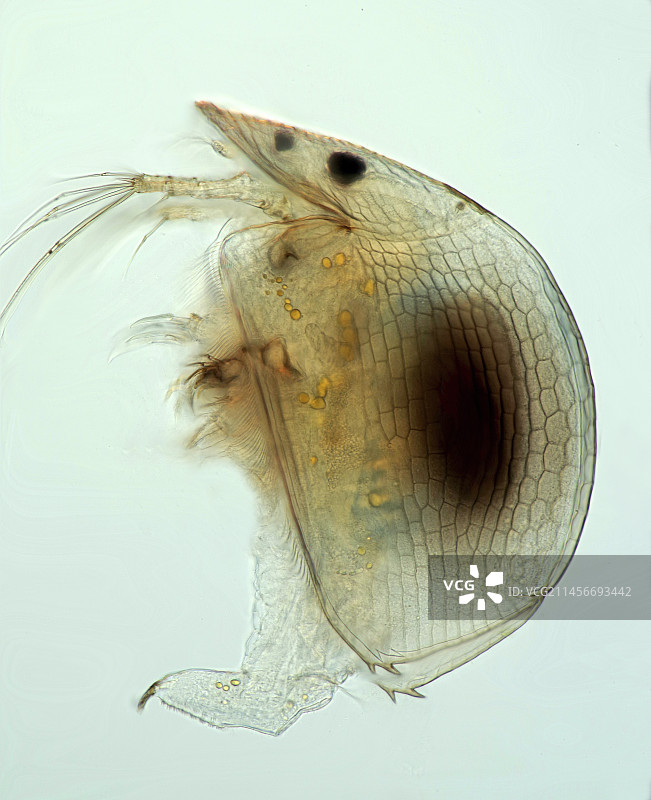 水蚤显微照片图片素材