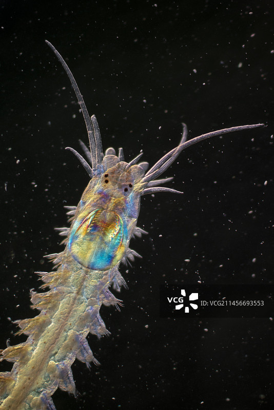 偏振光显微照片下的幼年ragworm图片素材