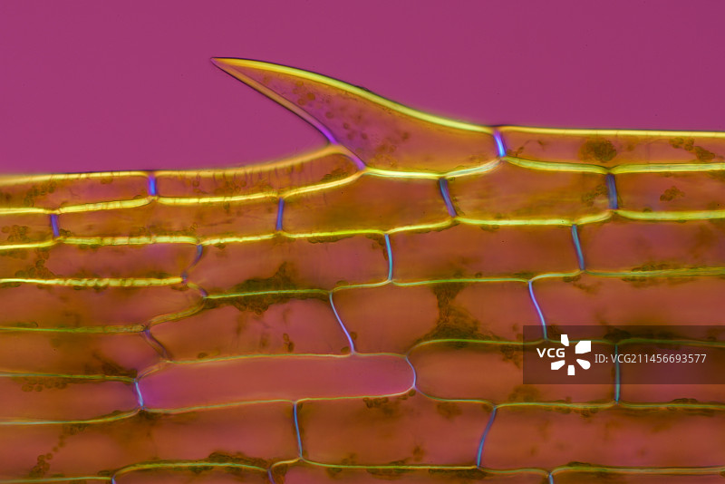 加拿大池塘杂草，偏振光显微照片图片素材