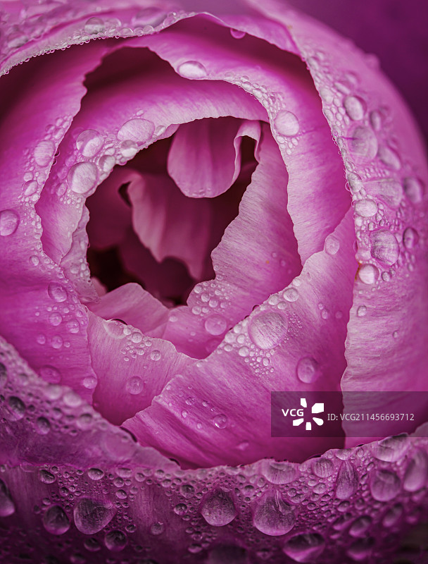 芍药花上的雨滴图片素材