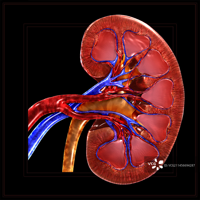 肾脏解剖结构图图片素材