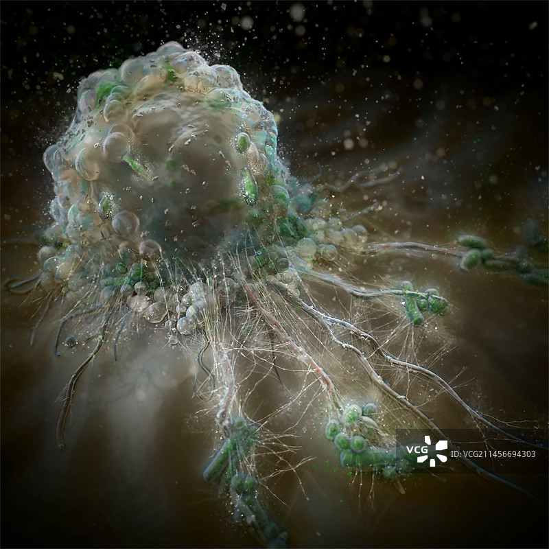 巨噬白细胞插画图片素材