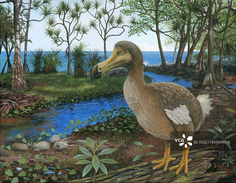 渡渡鸟插图图片素材