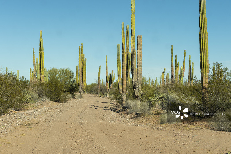 墨西哥的仙人掌路图片素材