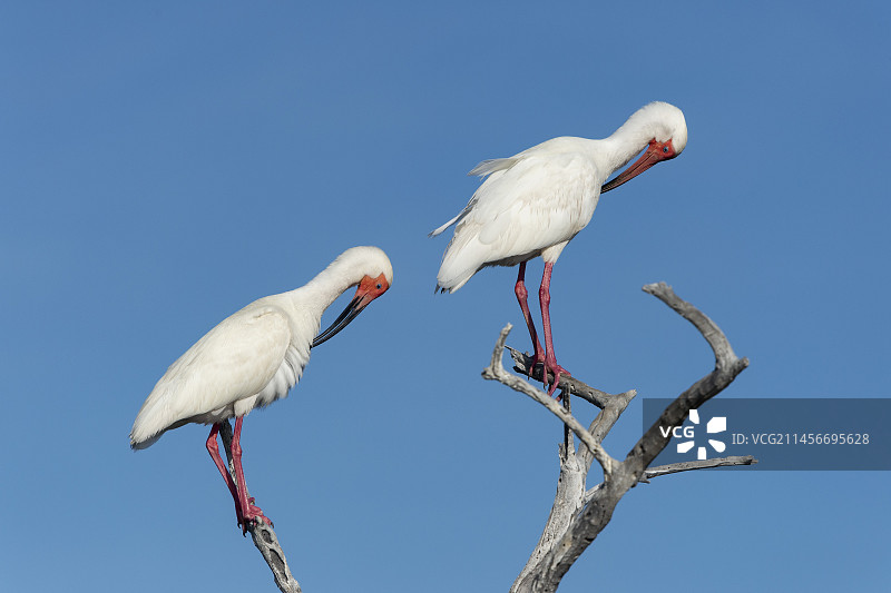 栖息在枯树上的白色美洲白鹮图片素材