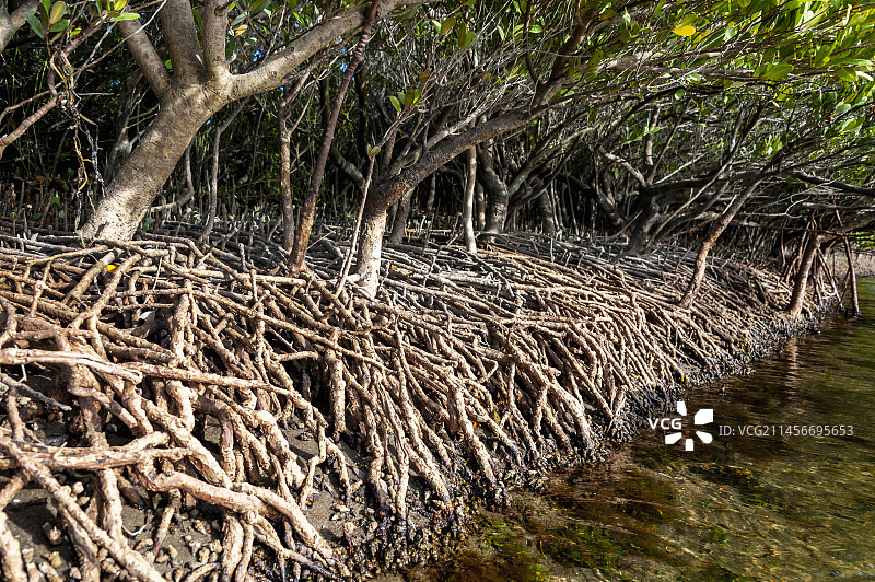 红树林图片素材