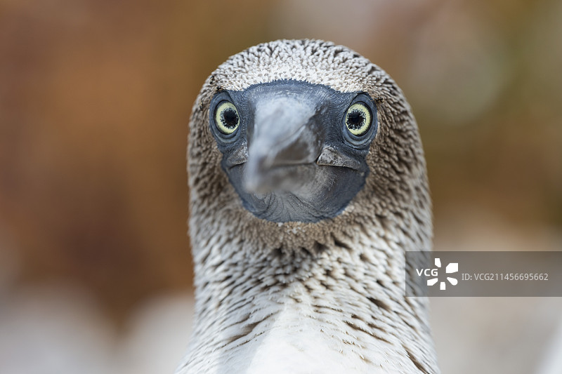 蓝脚鲣鸟图片素材