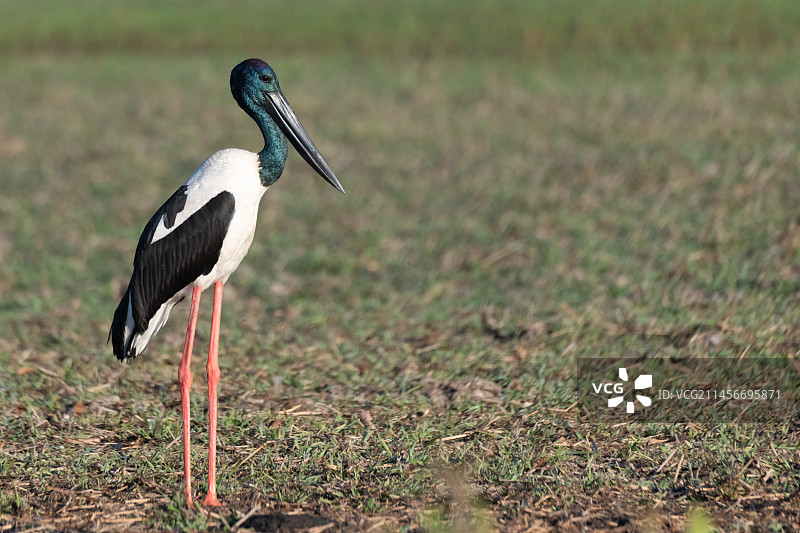 黑颈鹳图片素材