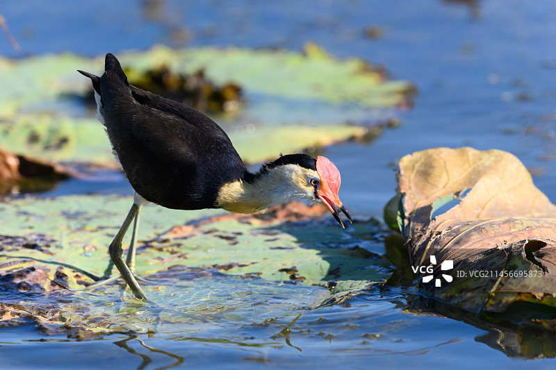 凤头距翅鹬图片素材