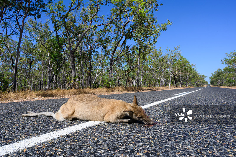 路上的死袋鼠图片素材